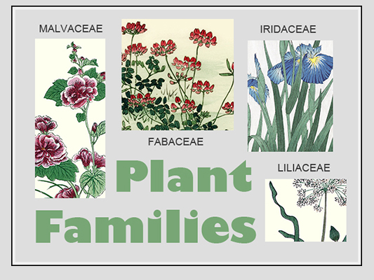 Plant Families Blog